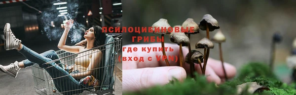 стаф Белокуриха